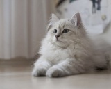 сибирская кошка порода